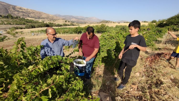 Werzê çinîna Trî