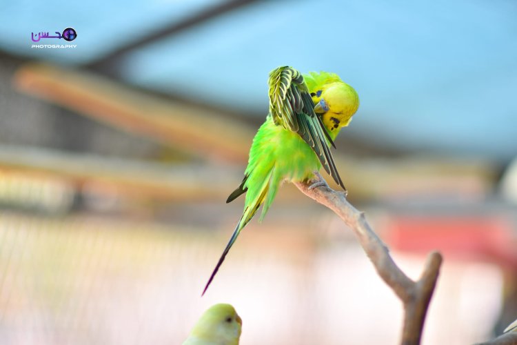 Çend wêneyên çivîkan li Kurdistanê