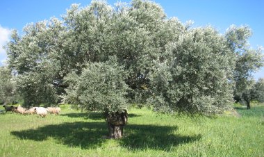 Wargehê Resen Yê Dara Zeytûnê