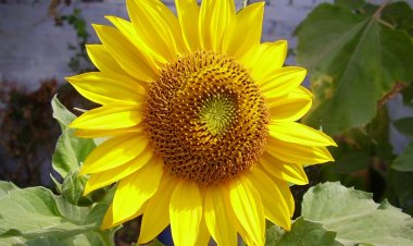 Zeyta dendikȇn gulaberbero -2