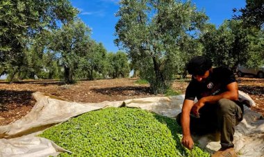 Dema Berhemên Zeytûnan hat