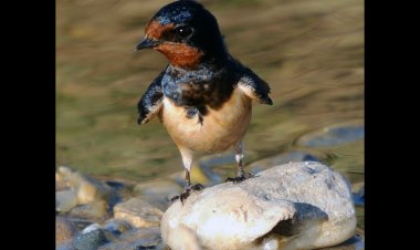Qewimandin Ji Emrjîyana Çivîkê