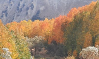 Çend Dimenên Payîza Devera Colemêrgê