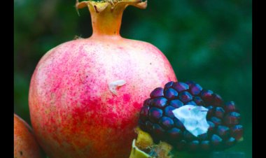 Helebçe: Pêncşemê Festîvala Hinara Destpê Dike