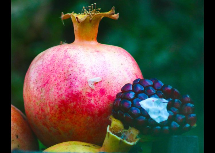 Helebçe: Pêncşemê Festîvala Hinara Destpê Dike