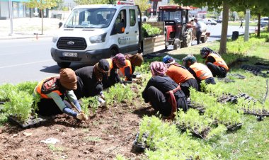 Şaredariyê 1 milyon şitil li Amedê çandin