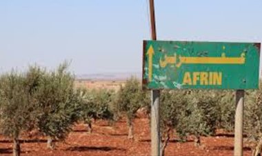 Li Efrînê jinên ereb zeytûna talan dikin