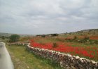 Çend dîmen ji xwezaya Efrînê