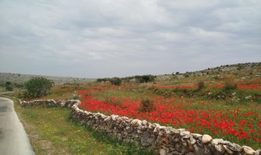 Çend dîmen ji xwezaya Efrînê