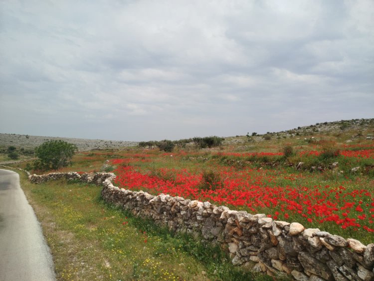 Çend dîmen ji xwezaya Efrînê